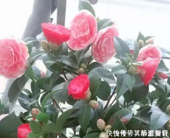 4种“开花王”，一开就是300多天，花朵硕大，花期长！