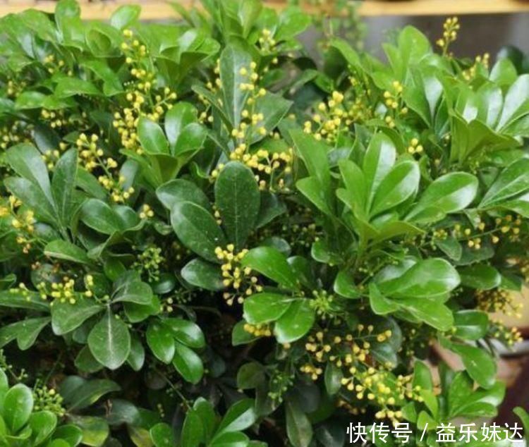 比香水还好闻的3种花,漂亮又好养,春天开最旺,大家抢着买