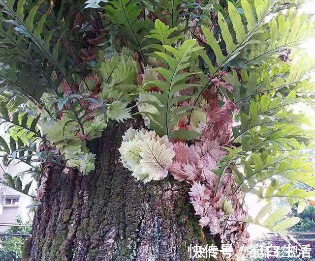 采摘|这种野草很珍贵,喜欢附大树上生长,现在很少见人称“槲蕨”