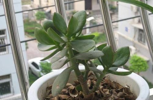 花卉|4种花卉耐旱、好养活,在家盆栽30天浇水一次,植株越长越旺