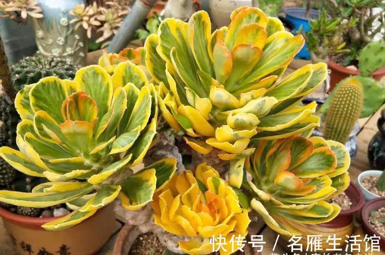 刚开始养多肉的“小白”,试试此6个品种,养过的肉友都说忒好养