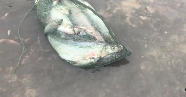 闸口|二十斤的鲤鱼、十几斤的翘嘴鱼“随便捡”石梁河关闸,鱼困浅滩