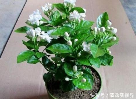 施肥|茉莉花叶片“畸形”不能忽视!消除3个“隐患”,花苞长满枝