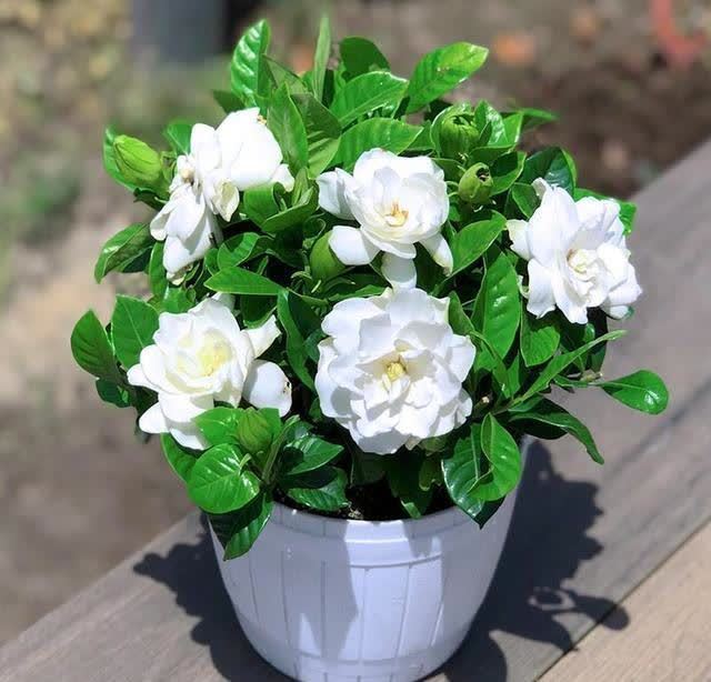 4类“坑人花”,漂亮却活不长,新手“别上当”,买了养不活