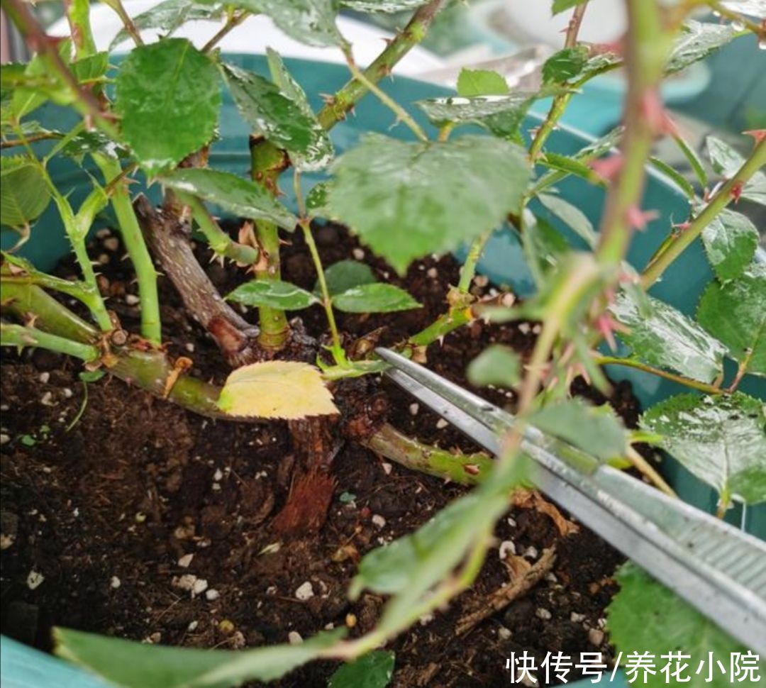 光照|夏天养2种花,花后要及时修剪,剪得越勤开花越多