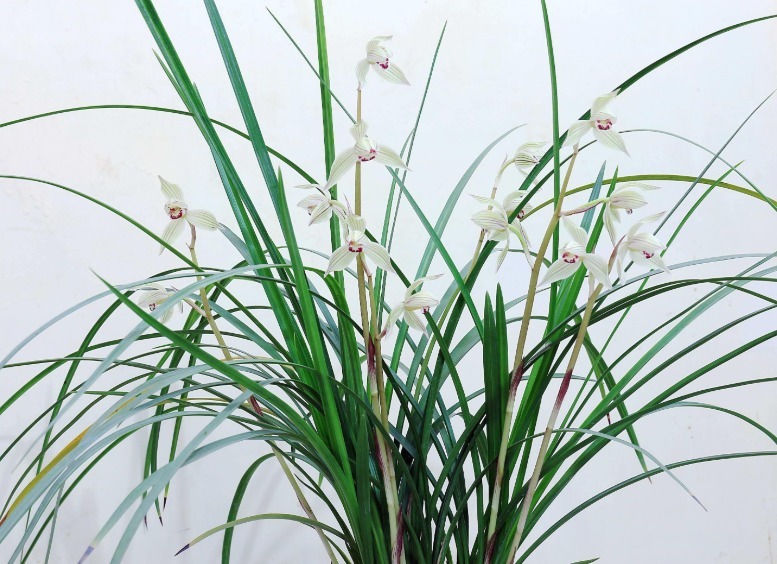 好看的兰花这样栽种后,不但可以常常开花,还能芳香满屋