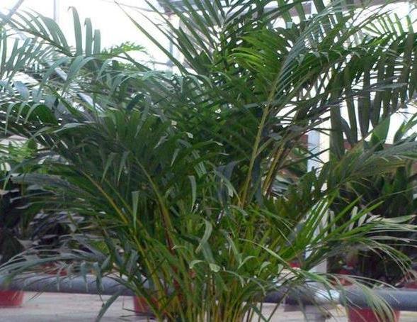 网购狂欢节,3种绿植最受欢迎,大气,上档次,空气特别好