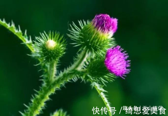 药食|农村常见的野草,叶子长满了刺,是药食同源的植物,浑身是宝