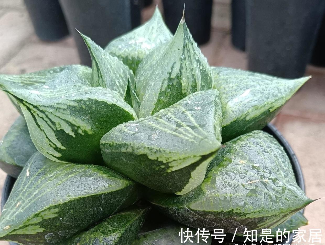 背窗三杰|多肉植物中的“背窗三杰”,叶子很通透,超好养护,颜值担当