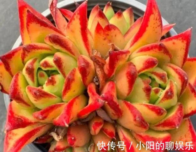 多肉口红在冬天怎么养出大红边