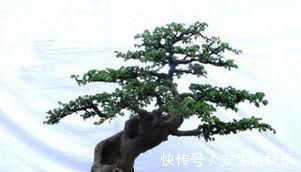 种花|阳台再小,也要养3种花,小盆就能养,盆小水少长得快!