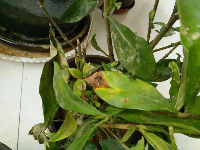 植株上的小黑飞虫，怎么赶也赶不走，用这一招效果真不错