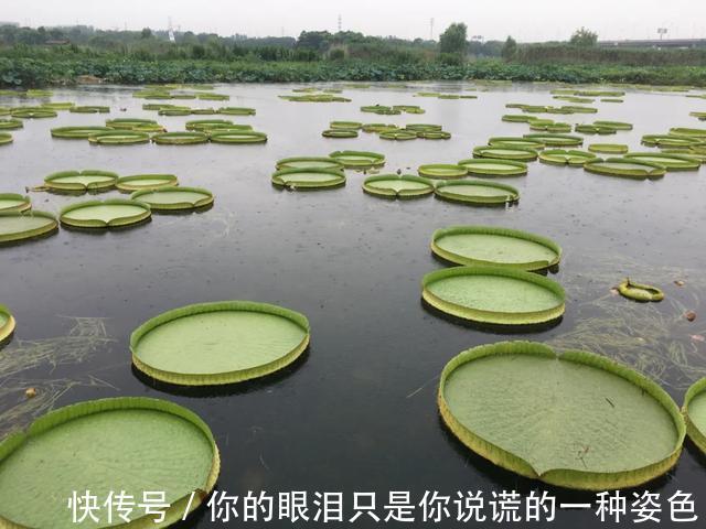 惹不起的花，叶子直径3米大，一片叶子盖住3个人