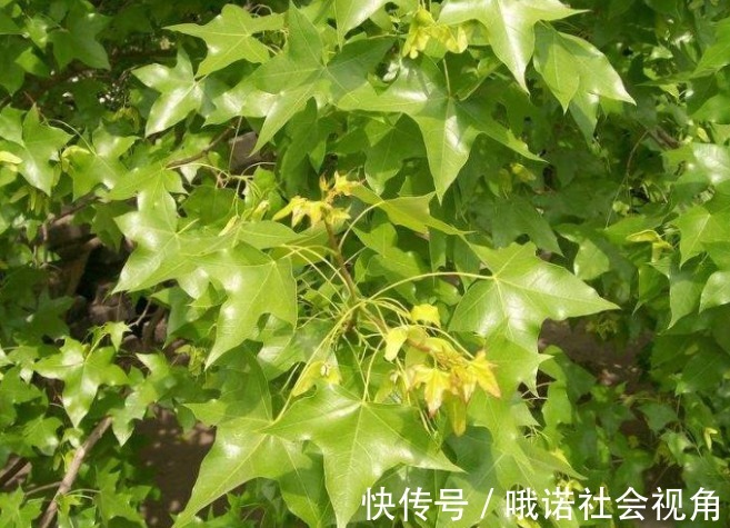 萃枫苷|失眠多梦总是睡不够？睡前多做3件事，缓解疲劳，一觉睡到大天亮