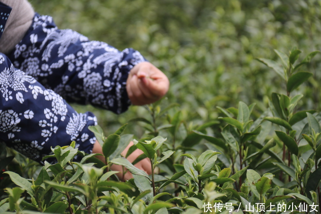 不负春色 | “春茶繁花” 私藏春季献礼|杭州天域开元观堂 | a8338