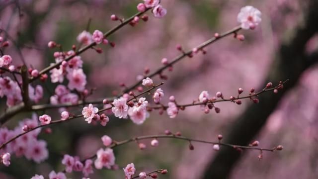 中年|粉哒哒的超山美人梅压轴登场！过了这个“春”，再“梅”这个景