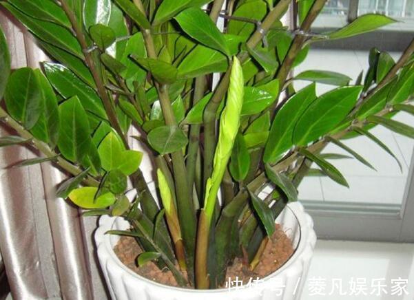 生长期|养金钱树、虎皮兰“抓重点”,每月喂点“出芽肥”,1次冒出5个芽