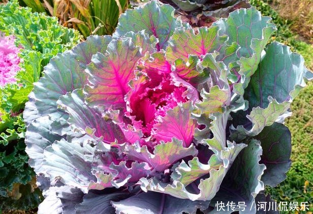 美好|养1种漂亮的花,寓意美好,开花后喜庆又大方,适合摆放在客厅