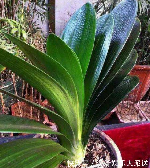 根系|夏天给君子兰浇水有讲究，掌握几个技巧，不烂根，叶片绿