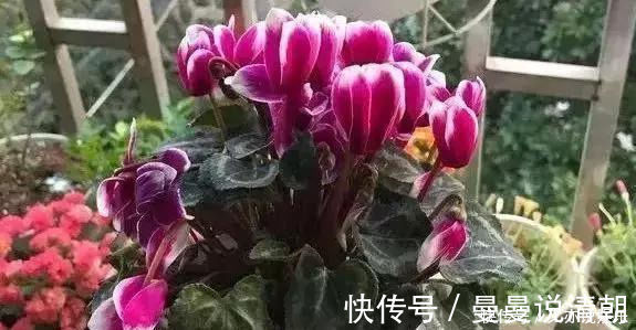 叶片|家里这几种花,哪怕干得“打蔫”,也不要往叶子喷水,否则只剩下花盆