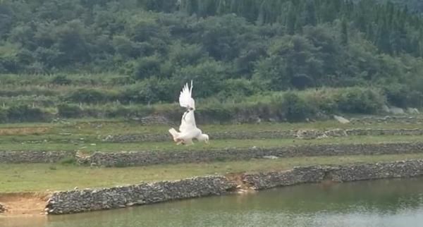 吊臂|“快看，河上面挂着只漂亮的白鸟！”贵州消防冒险救援……
