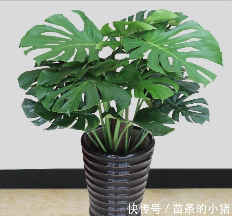 土壤|养花,错误的方法不能培育出好的植物