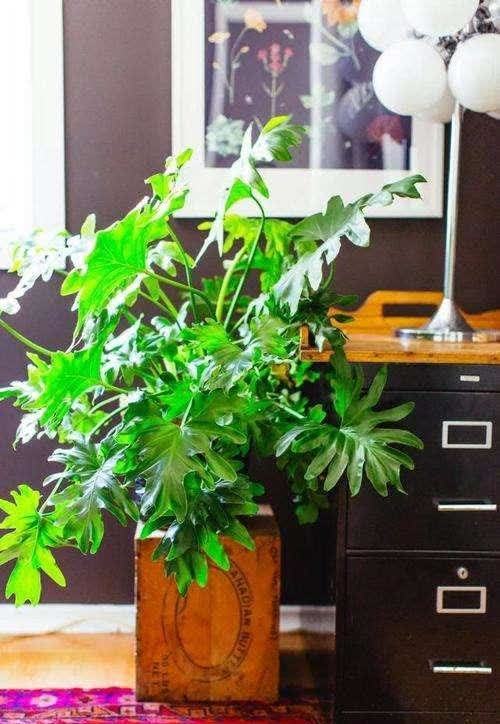 20种吉利大盆栽，客厅放一盆，吸收废气去异味，寓意好更养人