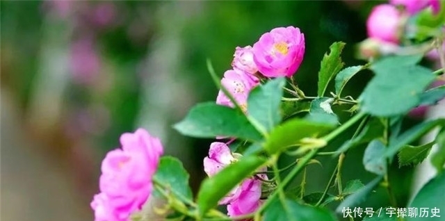 白居易|赏读晚唐两首蔷薇诗,杜牧的灵动美,李商隐的幽深美