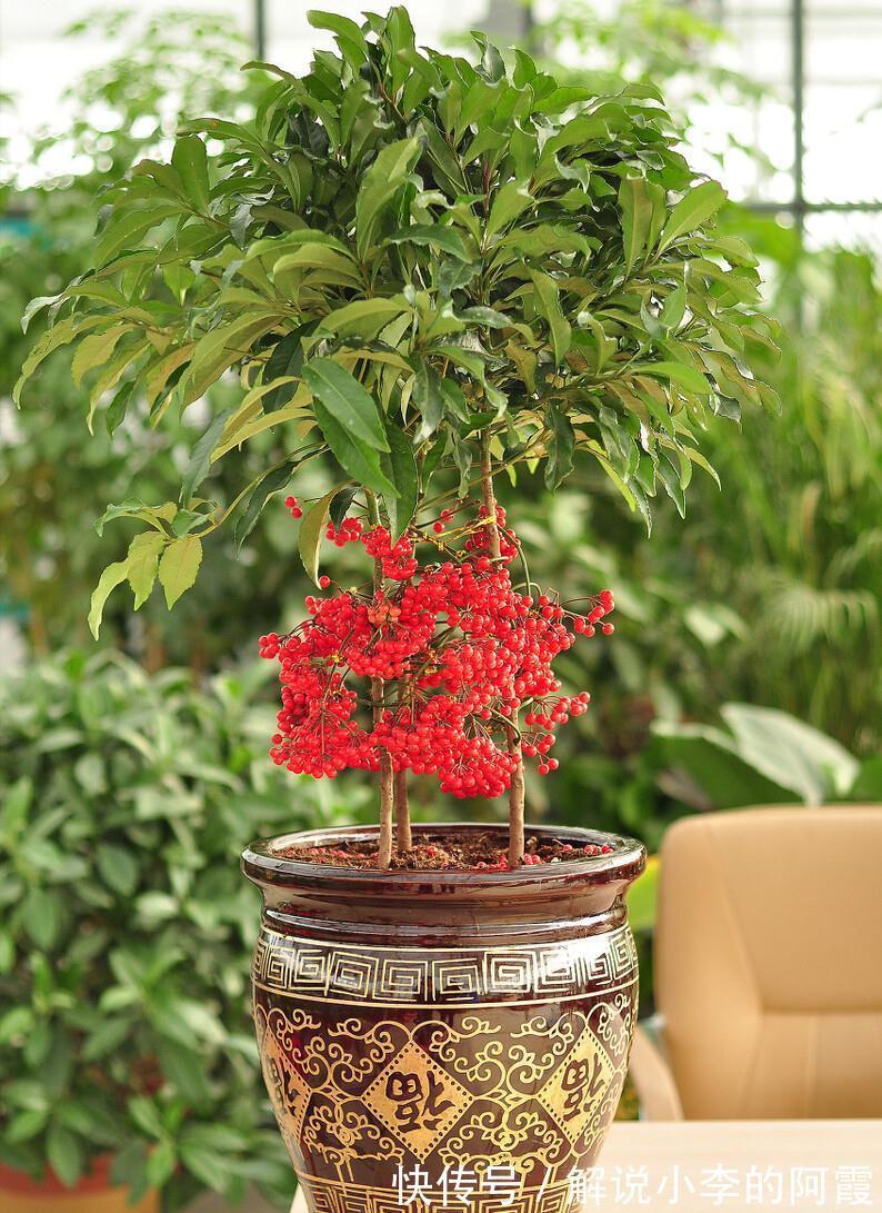 富贵|适合客厅养的5种漂亮花,喜庆大气又吉祥,幸福感满满