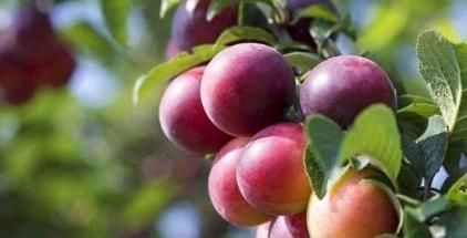 胃消化酶|此水果被称为癌细胞“克星”，超市中很常见，大多数人都不爱吃！