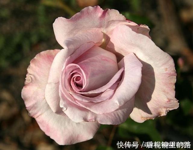 20款紫色月季品种。浓香、抗病非常好养,天然紫色唯美盛开