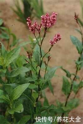 6种植物，是天然的染色剂，古代只有皇家才能用