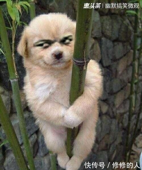 |搞笑GIF趣图又到了美人鱼上岸嬉戏的季节了