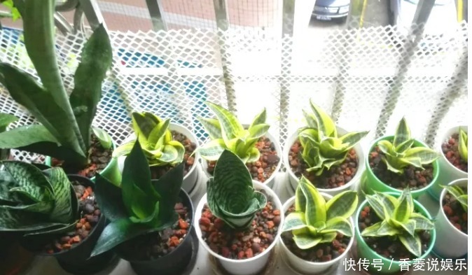 通透性|老妈在盆里埋点料,虎皮兰吃了一夜冒10个芽,花盆都炸了!