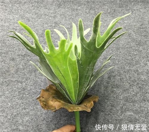 鹿角蕨,子叶奇异美观、姿态独特,盆栽要如何管理呢!