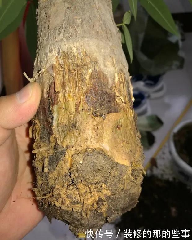 6种“泼辣花”,容易被浇死,越懒养越爆,勤快人养不好