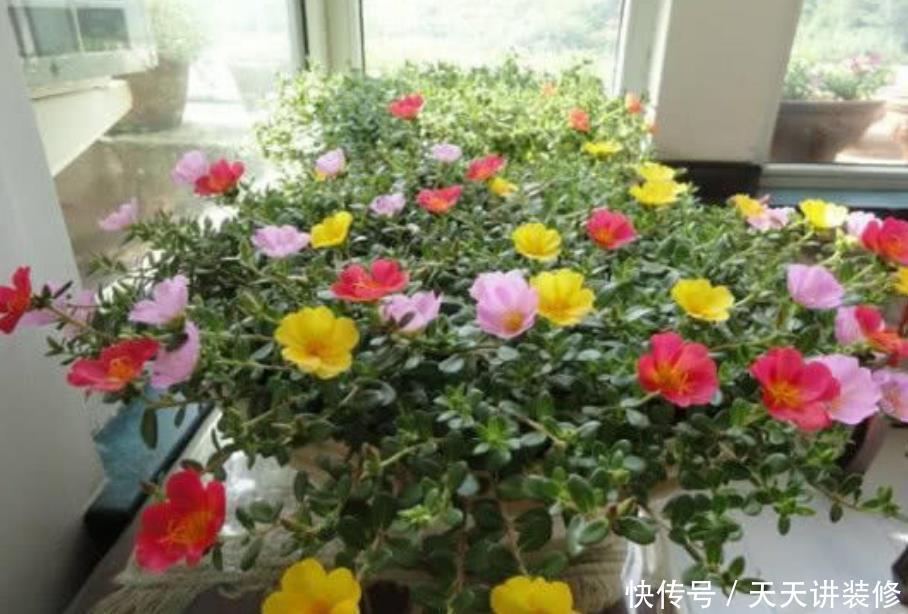 养花就养个花期长的,花大色艳,花朵粉嫩丰腴,绚丽夺目