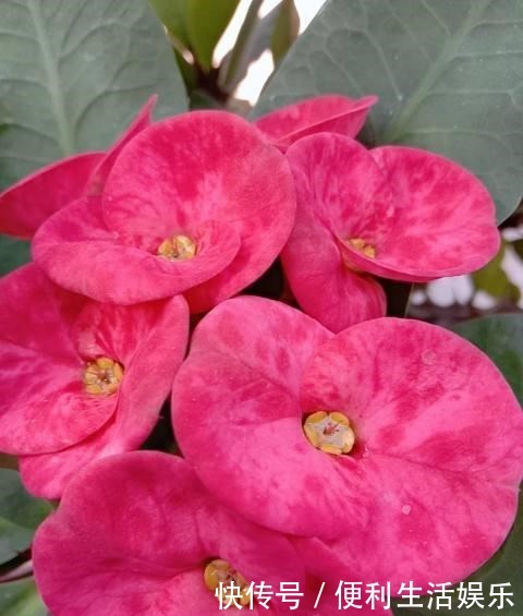 4种花能开一整年,只养一盆就够了,天天有花看!