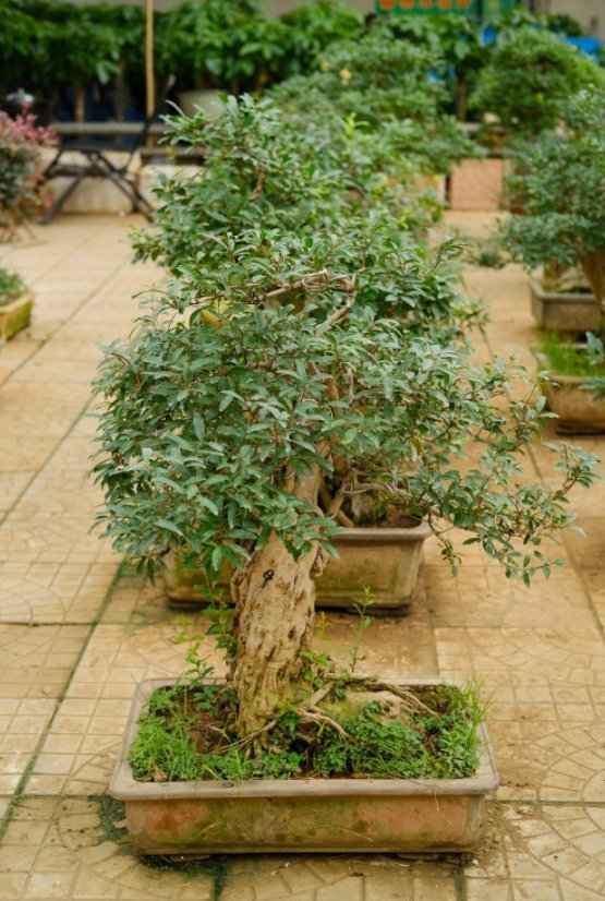 主干|盆栽石榴模样土?少了修剪这一步,咔嚓咔嚓,高大上