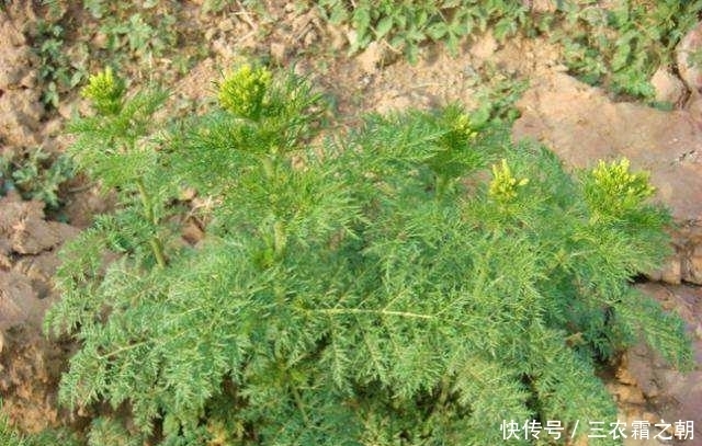 米蒿|田里一种米蒿草,过去农村人嫌辣不爱吃,如今珍贵成“明星菜品”