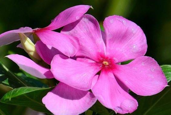 几款花卉漂亮又好闻，花色艳丽花量大，人见人爱