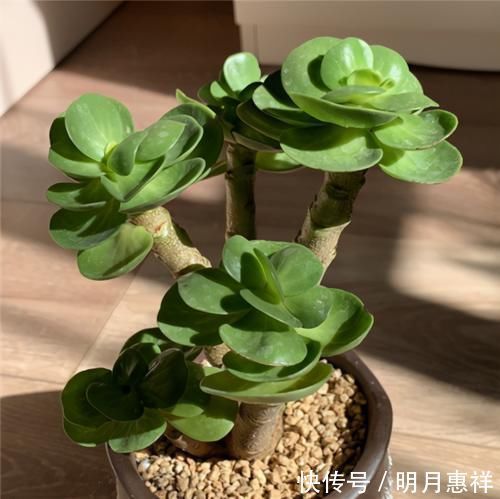 多肉金钱木,养成老桩更好看,招财旺福好运来