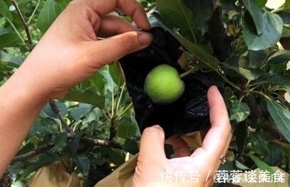 虫子|曾立下功劳的水果套袋，如今让果农苦不堪言，套袋技术会被取消吗