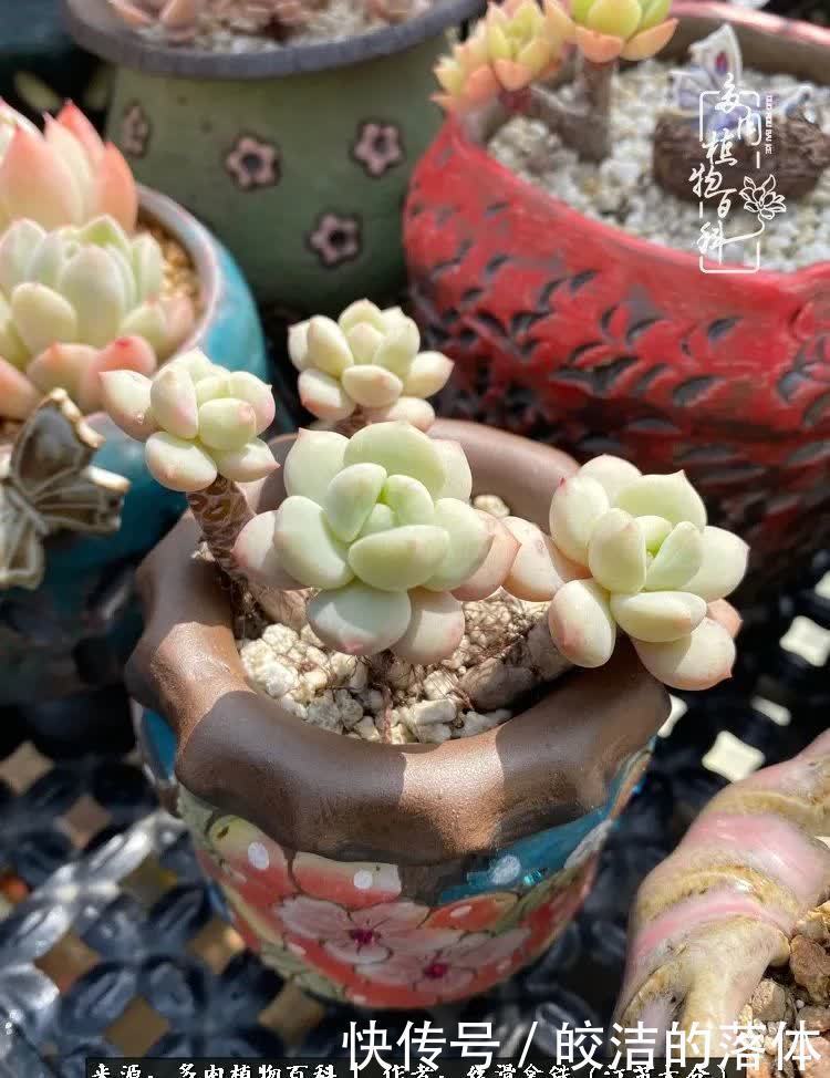 阳光露台多肉,天时地利人和!美肉知时节,当春乃发生!