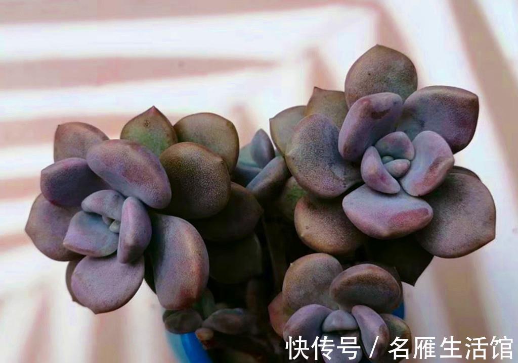 普货|贵多肉不等于好多肉,盲目追求特殊品种,很可能收获空盆