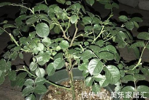 月季盆栽,做好这4步,开花整齐,株型好
