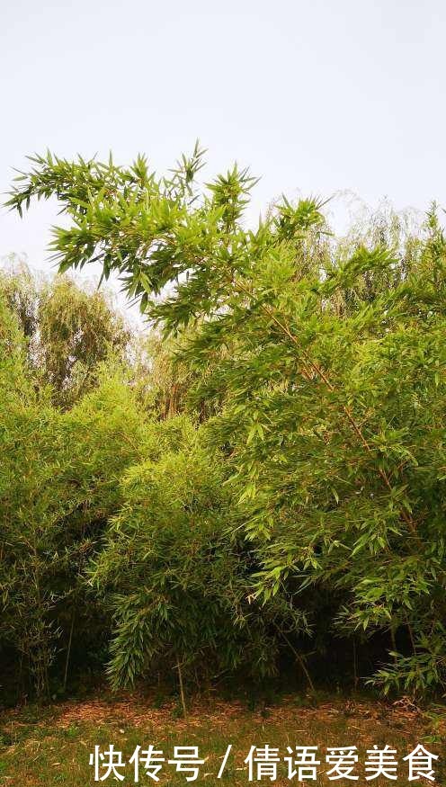 花友|有院子的花友要注意,4种植物易招蛇,最好少养!