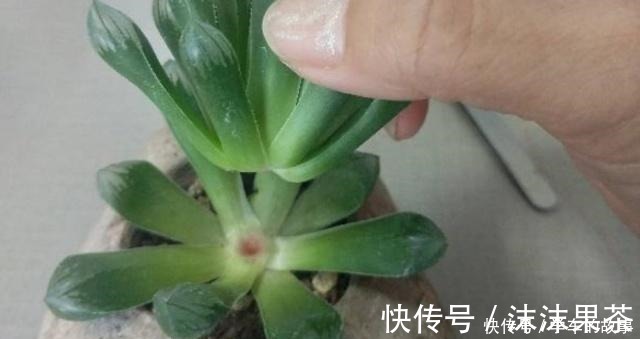 多肉植物|这4种情况要给多肉“砍头”，注意5点，1棵变2棵还带爆头效果！