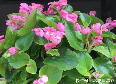 新手养花,不如养盆花中精品“永远的莫斯科”,色泽鲜艳