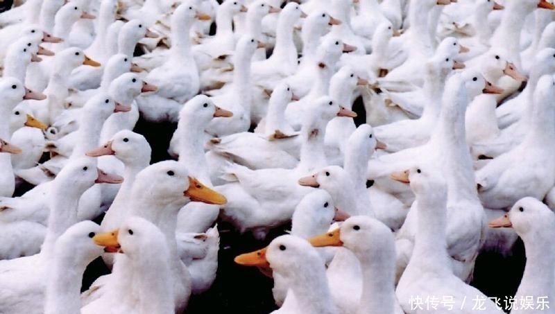 业差|印军为何穿不上防寒服?两国养鸭业差200倍,决定了羽绒资源差距